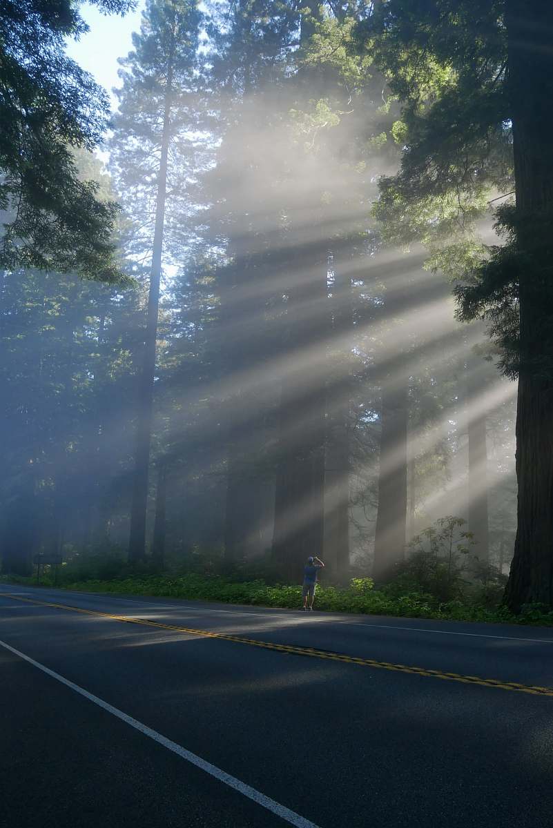 road man taking photo of trees forest